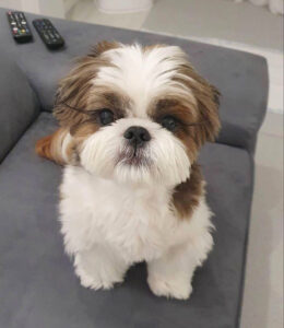 시츄