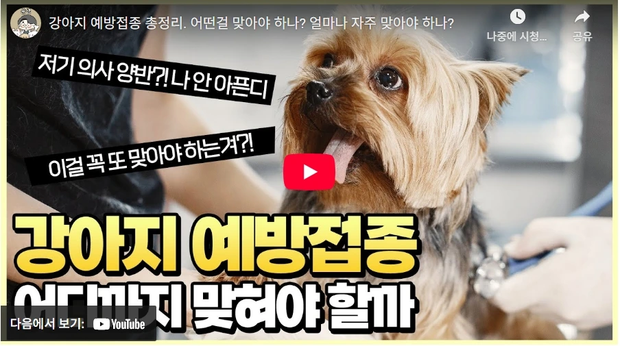 강아지 예방접종 총정리. 어떤걸 맞아야 하나? 얼마나 자주 맞아야 하나?
